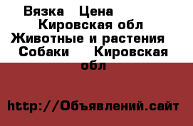 Вязка › Цена ­ 5 000 - Кировская обл. Животные и растения » Собаки   . Кировская обл.